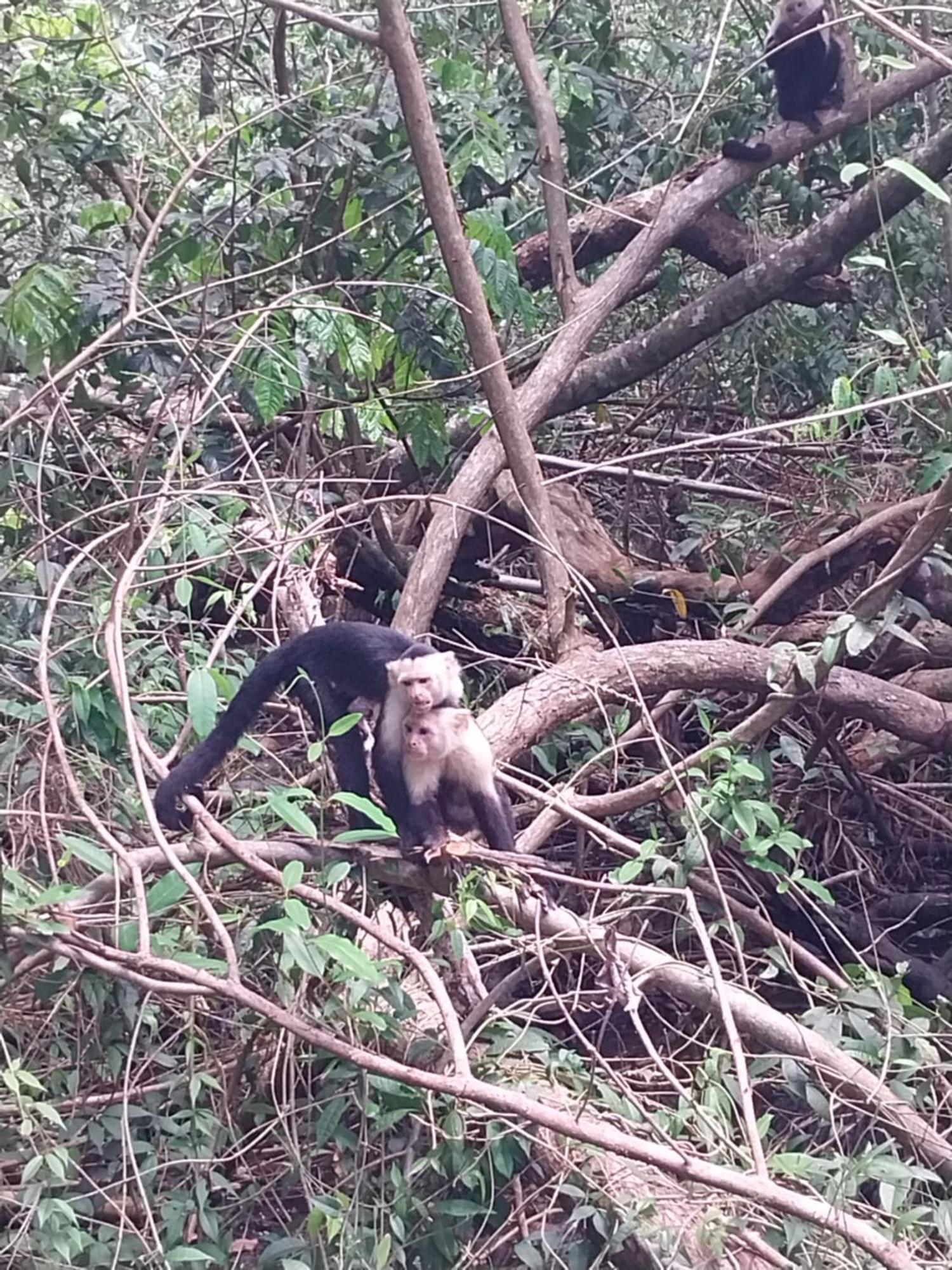 Happy Monkeys Villa Puerto Jiménez Dış mekan fotoğraf